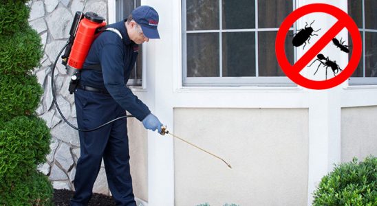 Pancar Kemirgen İlaçlama böcek ilaçlama ve haşere kontrolü — ilaclama-tr.com